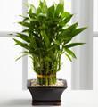 Double Lucky Pyramid Bamboo