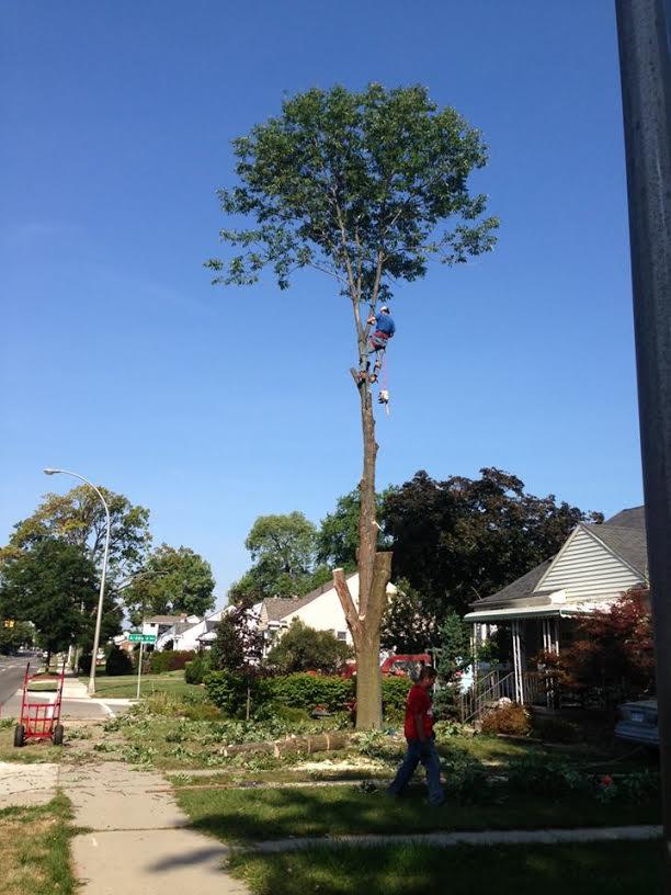 Oakland Arbor Care, Inc. Logo