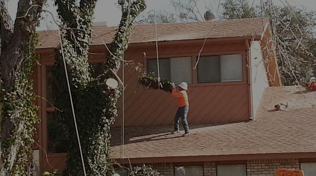 All Around Tree Care Logo