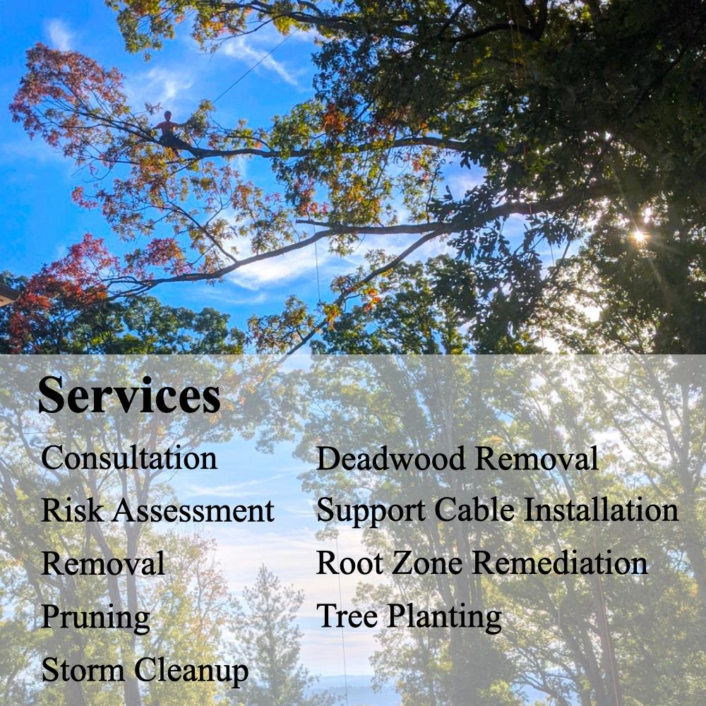 Epic Tree Solutions Image