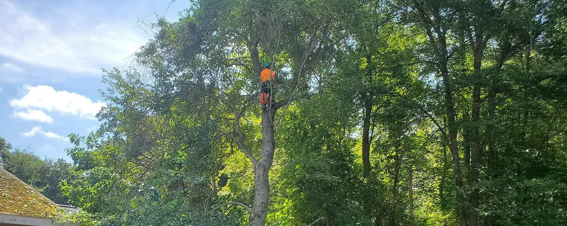 Tree Trimming and Pruning