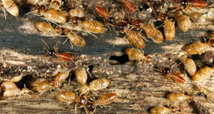 Termite Extermination