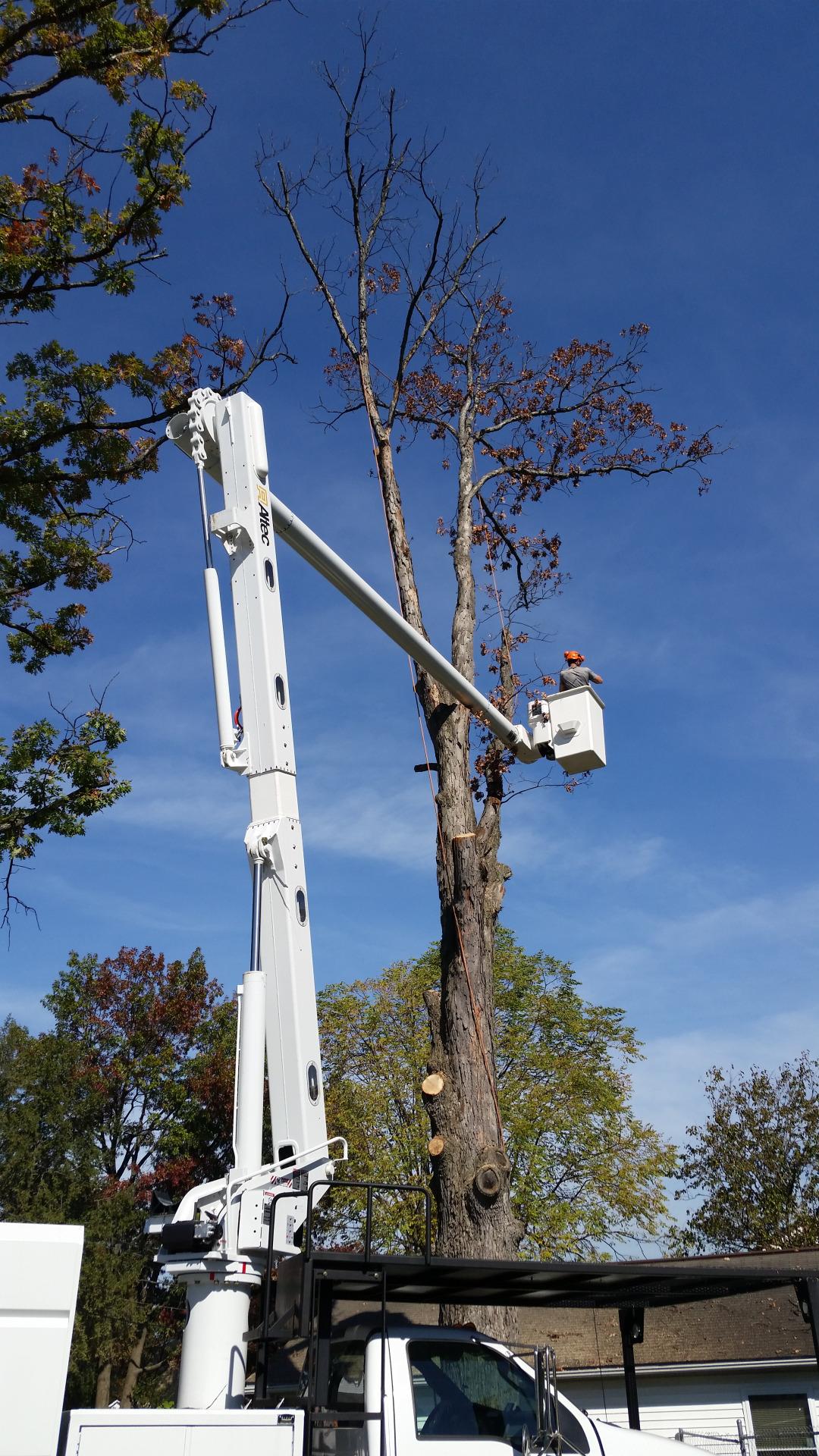 Keil Tree Experts Inc Image