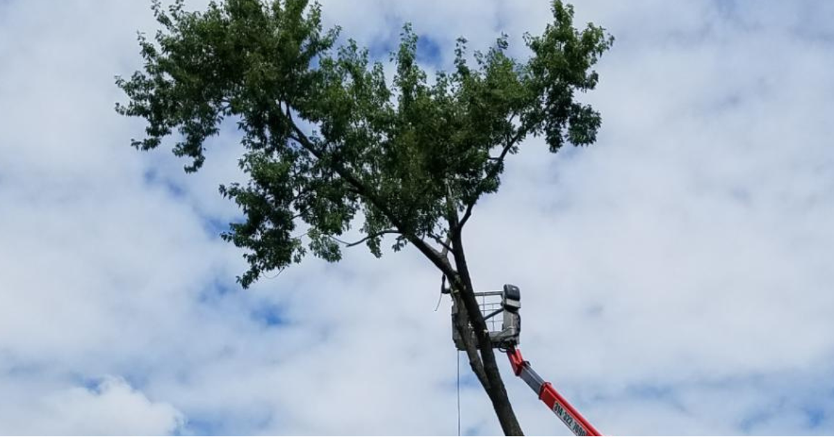 Mathias Precision Tree Service Image