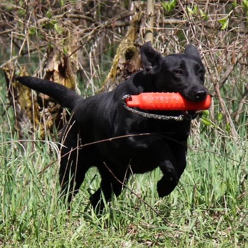 Bull Valley Retrievers