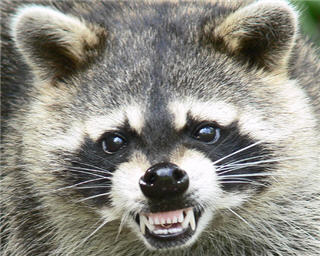 Images Aggressive Pest Control