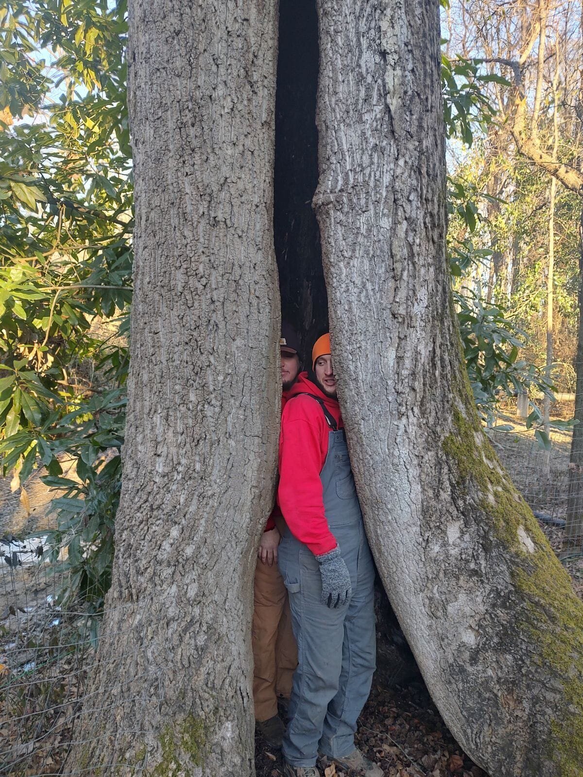 ALPHA TREE CARE LLC Image