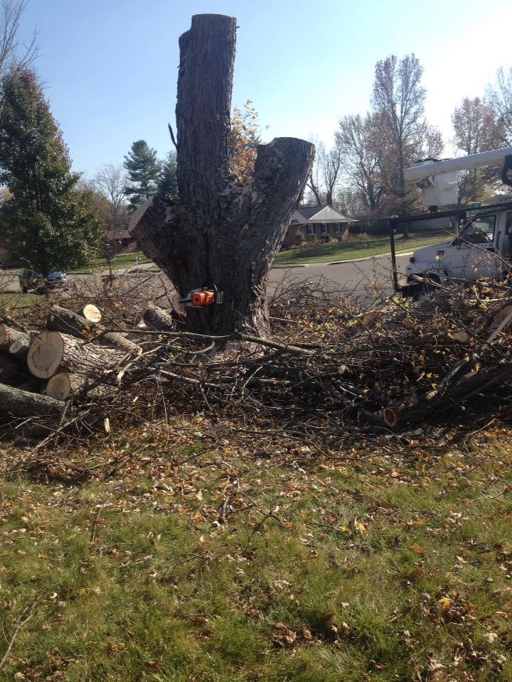 Hackney Tree Service Image