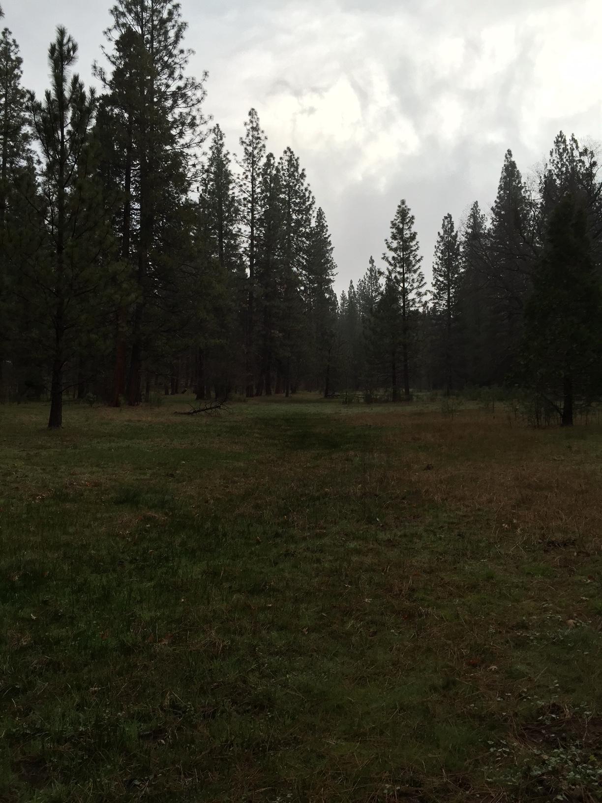 Beautiful Meadows in the Sierra Avery CA