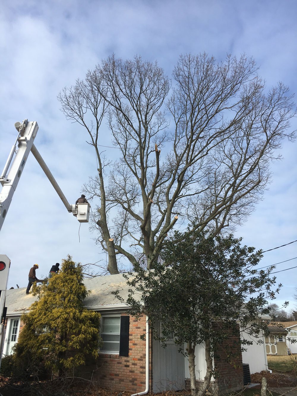 The Tree Barber Photo