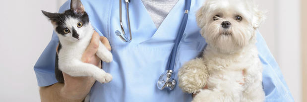 Images Four Paws Animal Hospital