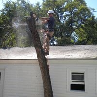 Montana Tree Care Image