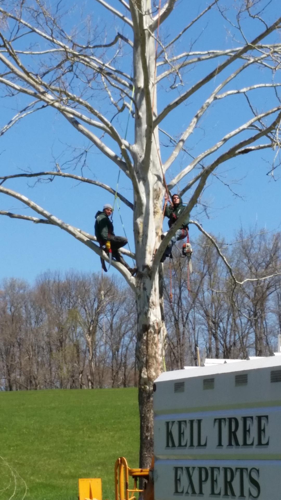 Keil Tree Experts Inc Image