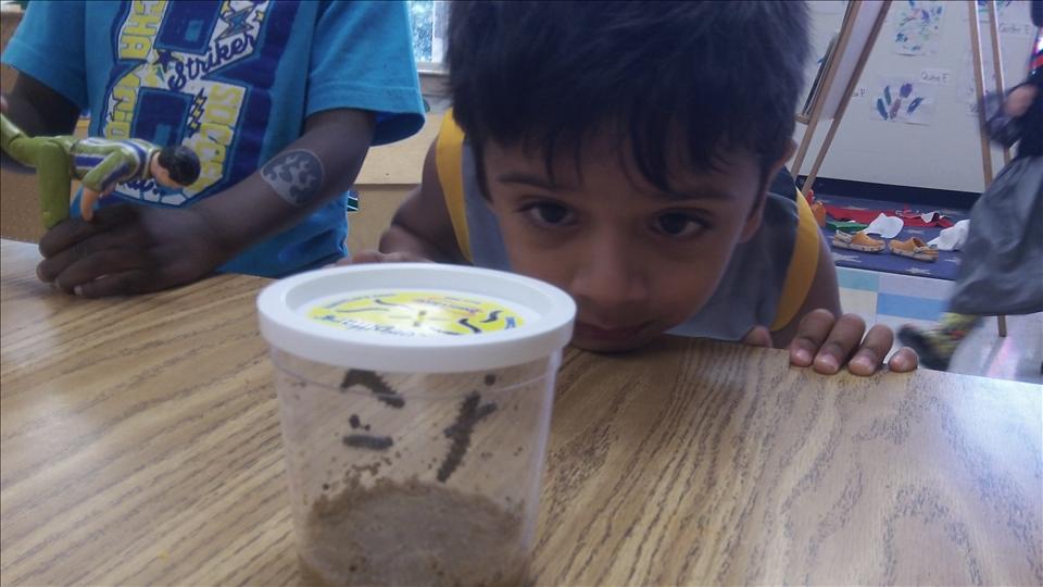 It's science time! Nirav is observing and describing to his classmates about what is happening to our caterpillars.