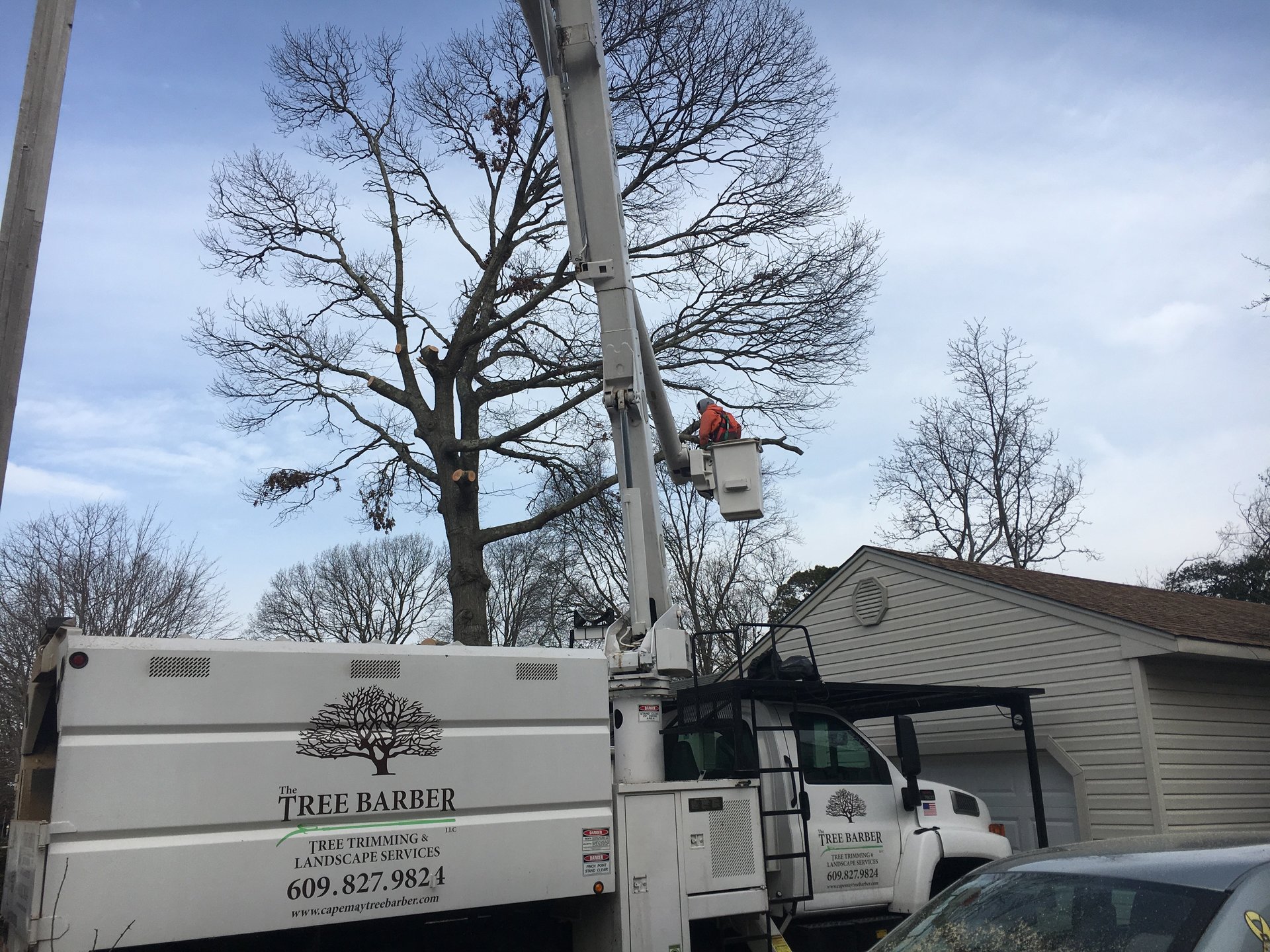 The Tree Barber Photo