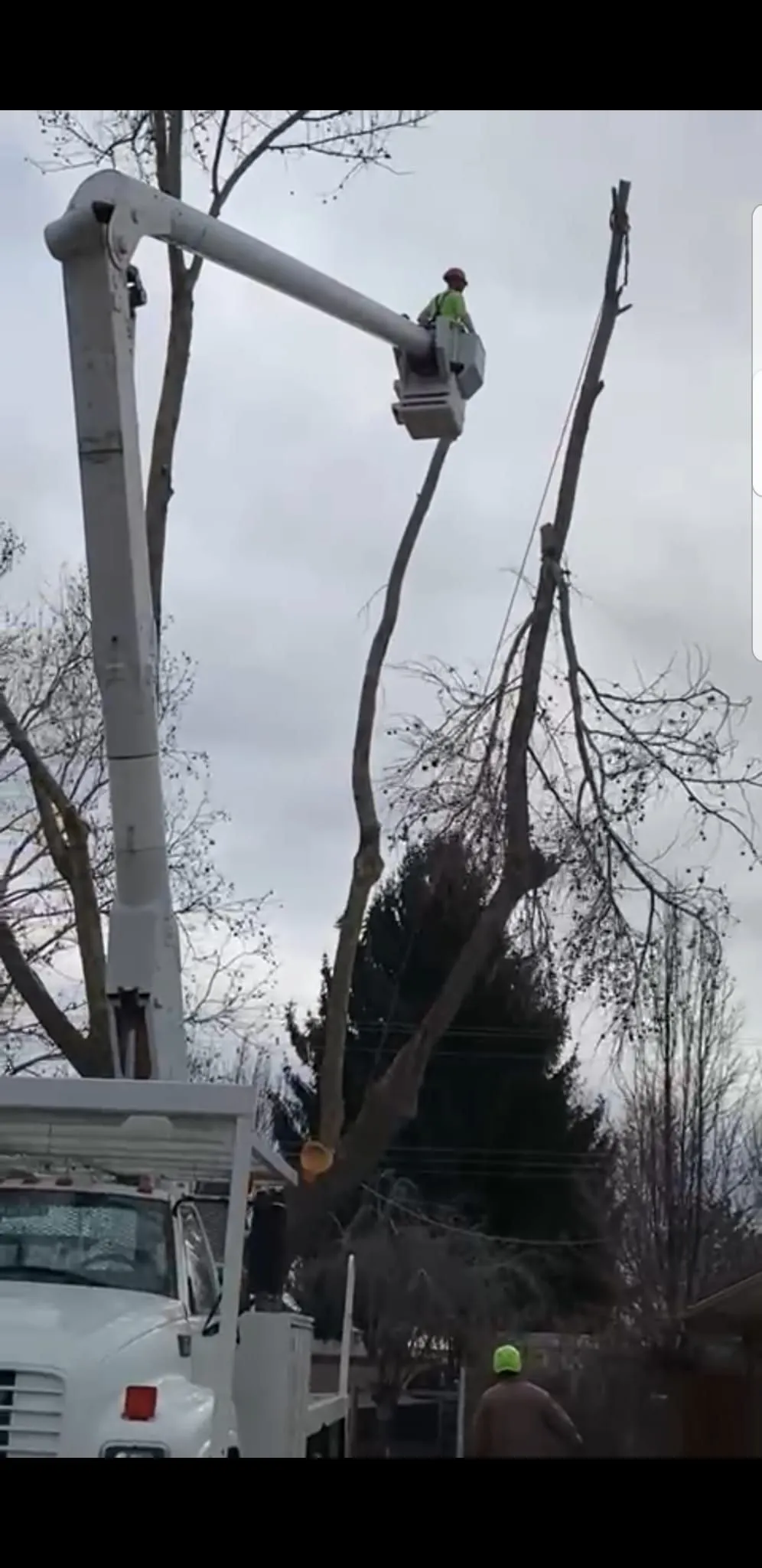 Supreme Tree Service Image