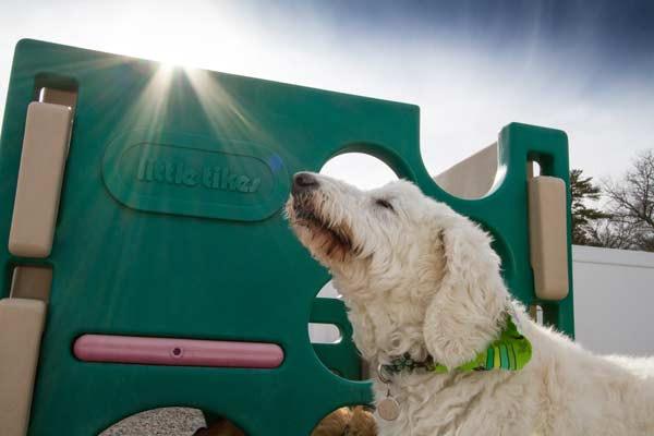 The facilities at Buddy's Doggie Day Care are meant to provide your pet with ample space in a fully-equipped climate controlled play area.