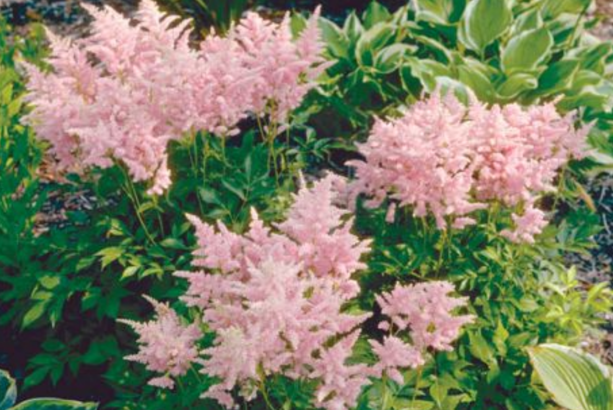 Perennials