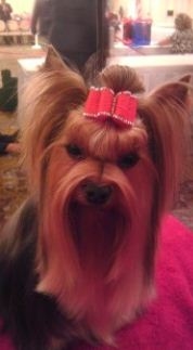 Creative Dog Grooming Photo