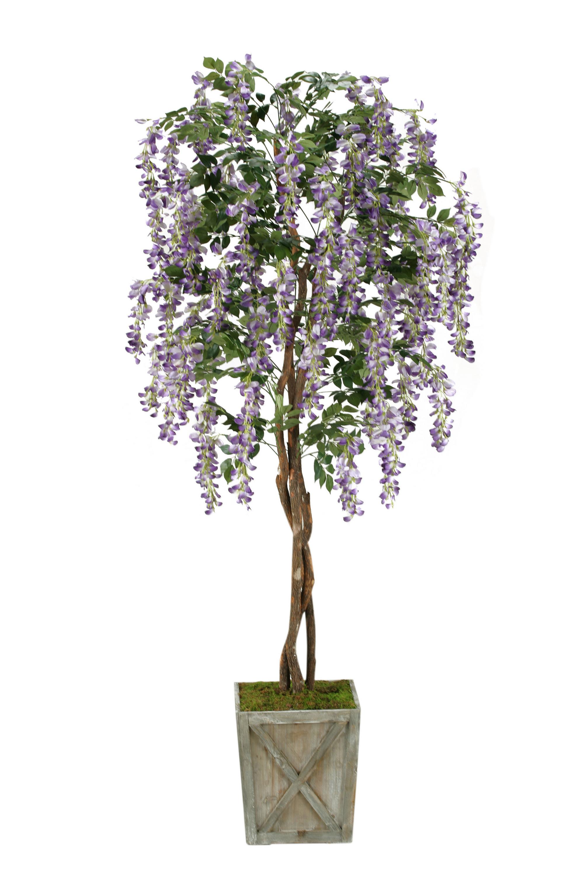 7' Wisteria Tree in Grange Planter