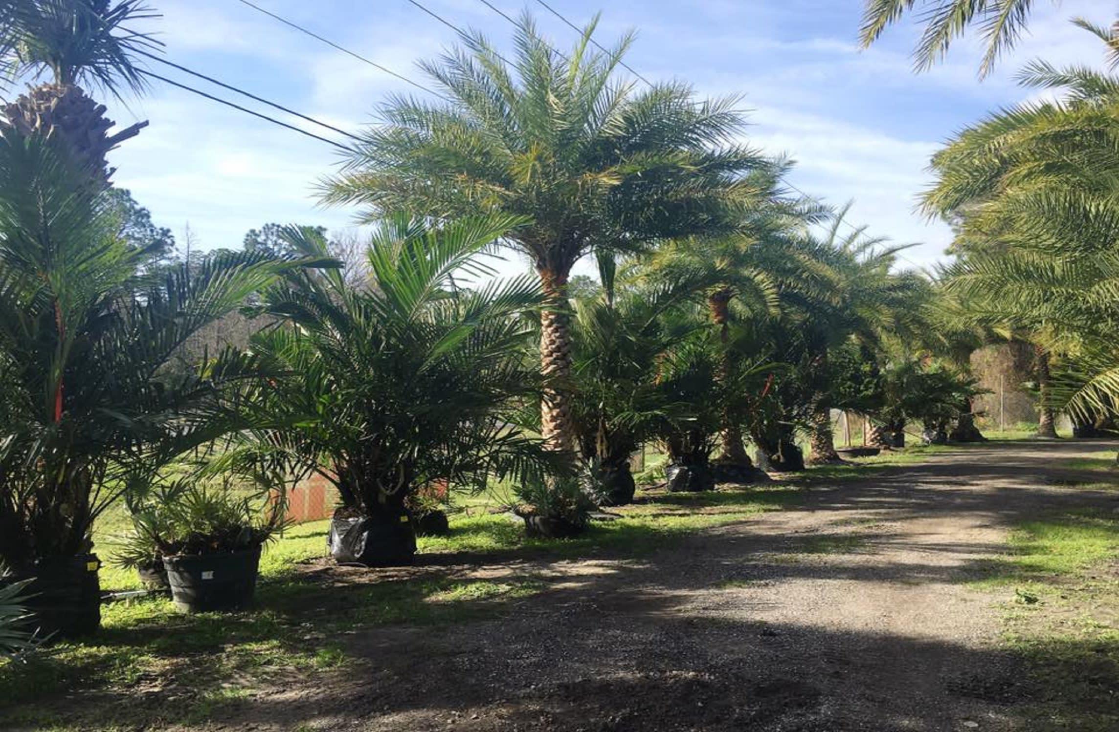 Unique Plants and Palms Photo