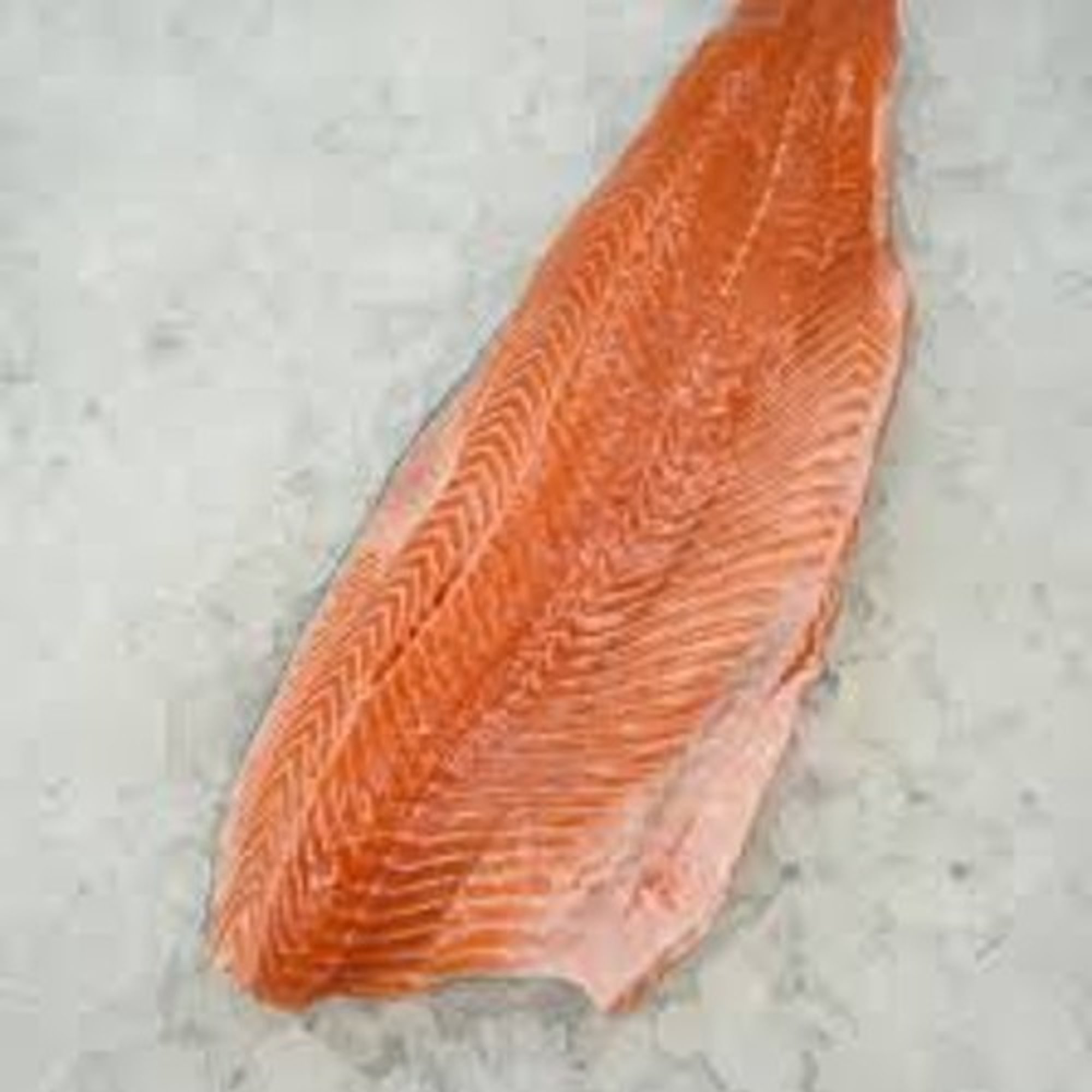 Salmon