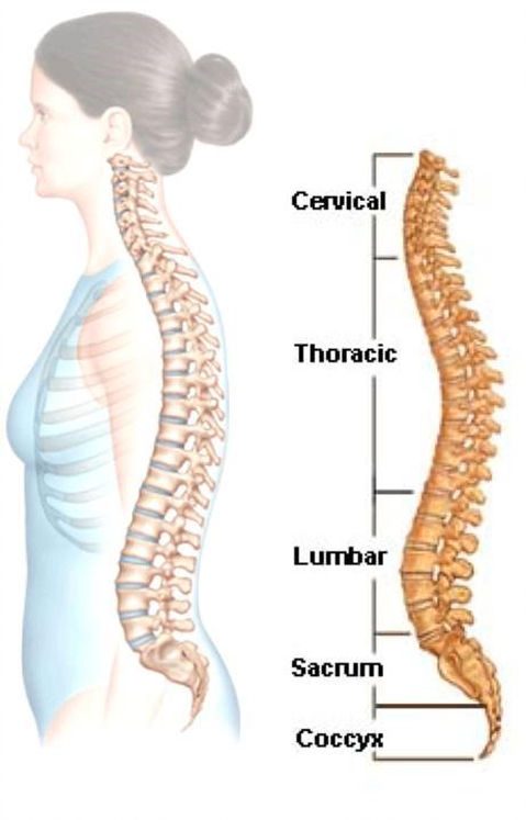 Rojeh Melikian, MD - Spine Surgeon Photo