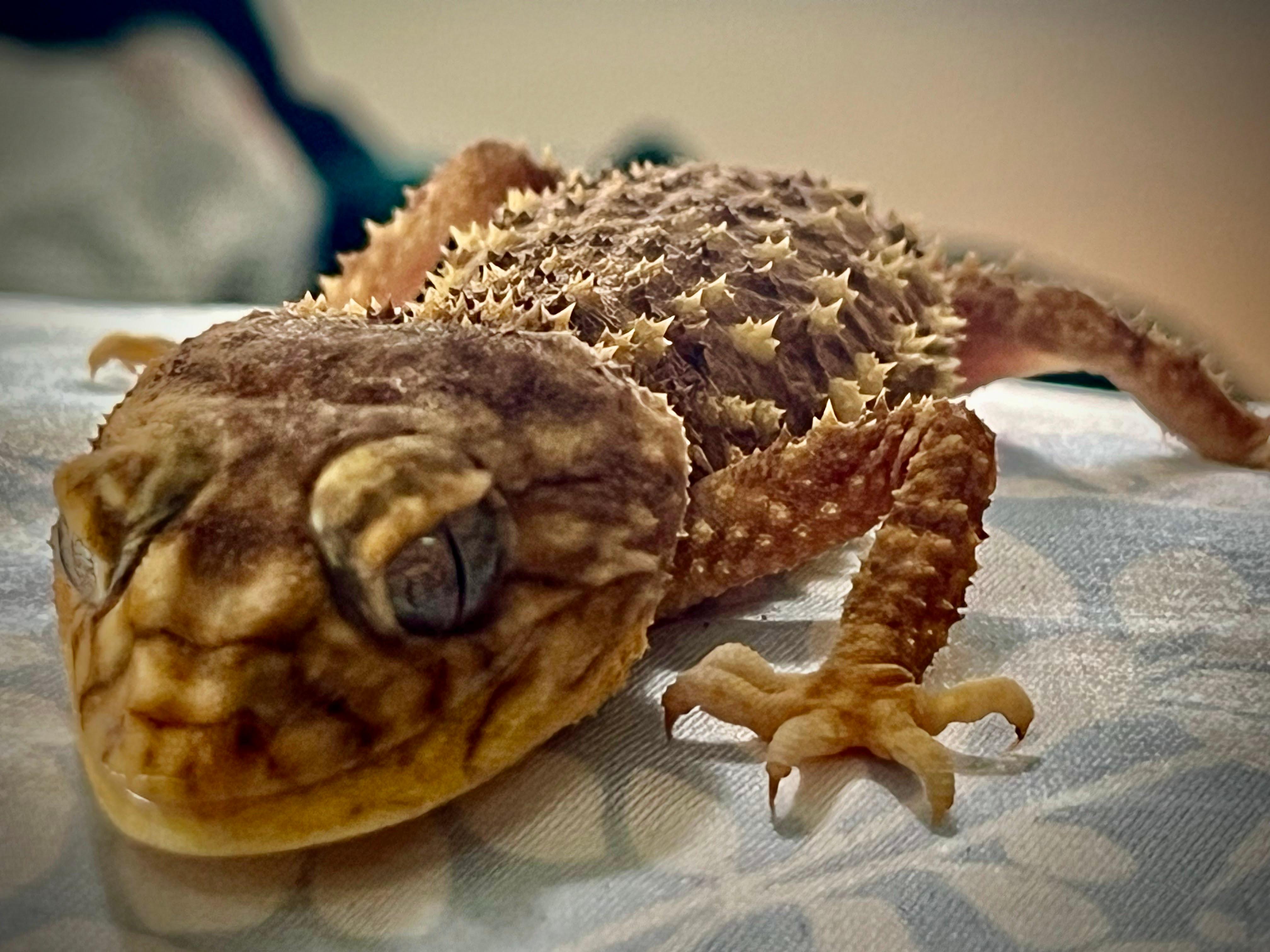 Terrarium Station Image