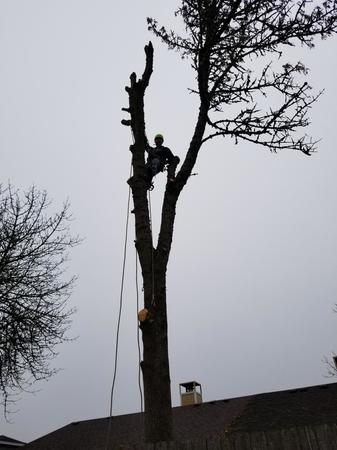 Images Tim's Tree Removal And Services LLC