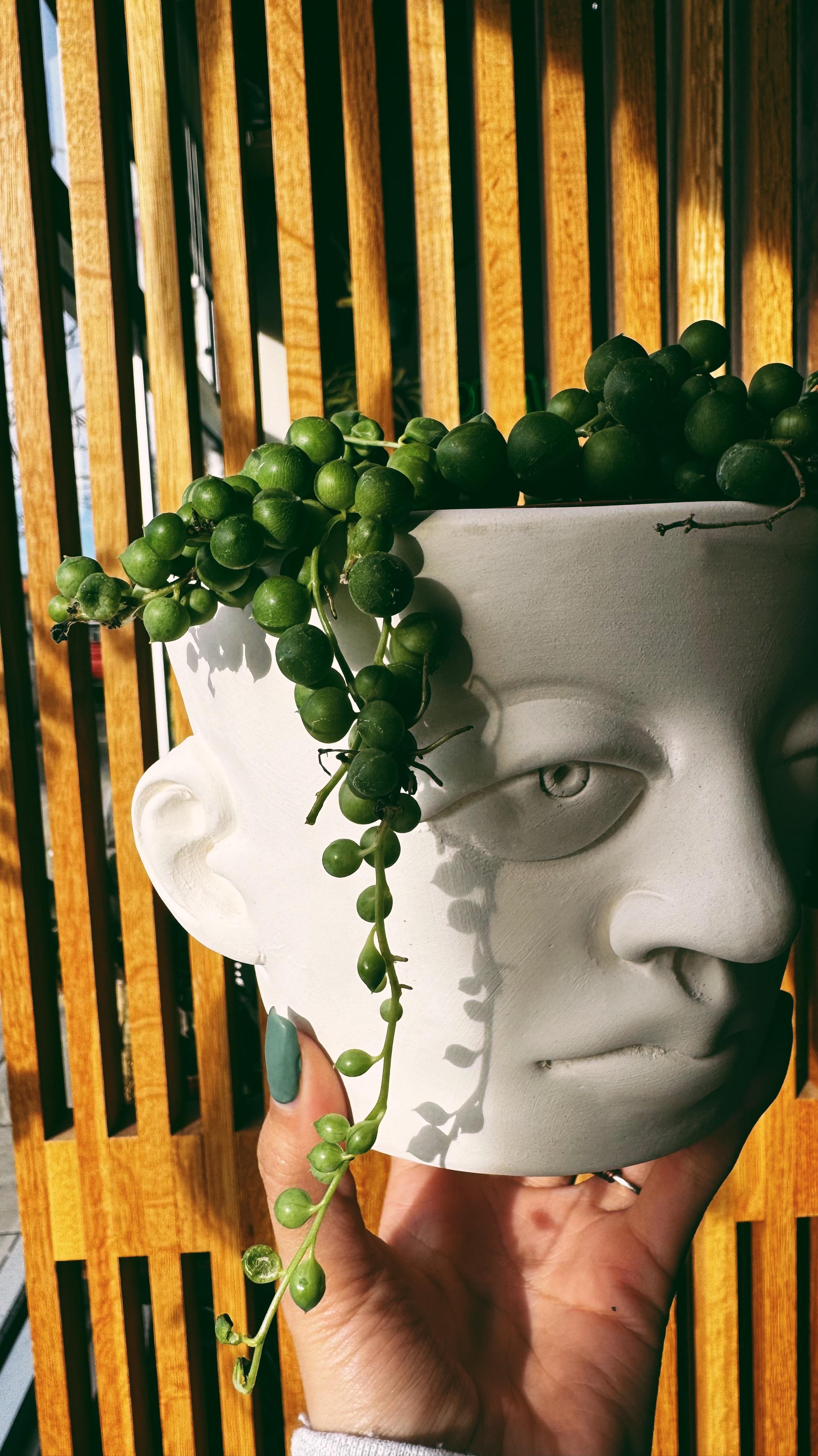 Denver Plant Club Image