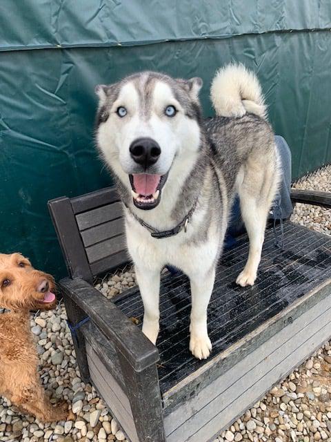 Daisy's Pet Playground Photo