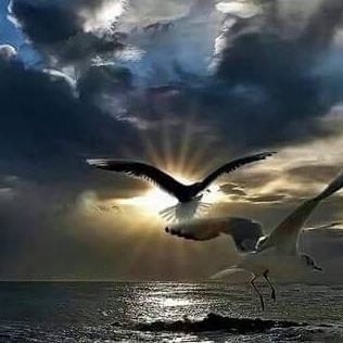 Country Inn Motel Logo