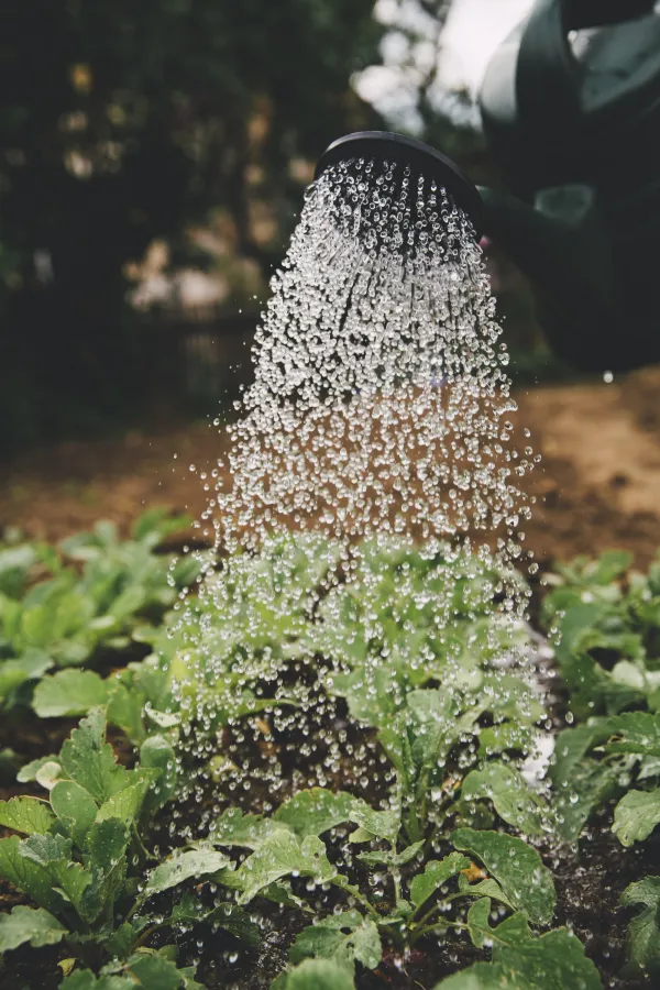 Drain Cleaning