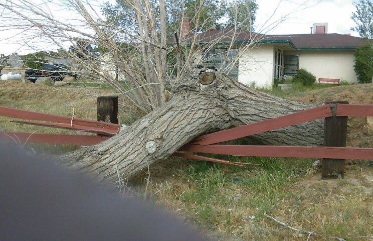 Chads Chippers Tree Service Photo