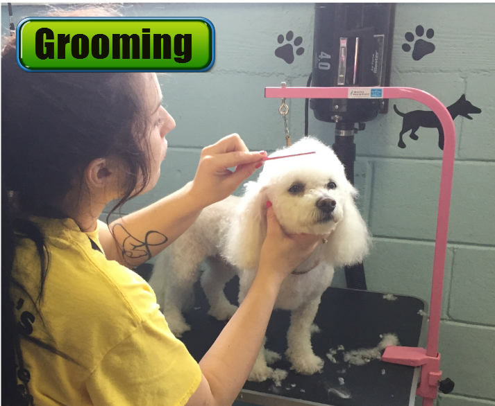 Jagger's Doggie Daycare, Dog Grooming, Training & Boarding Photo