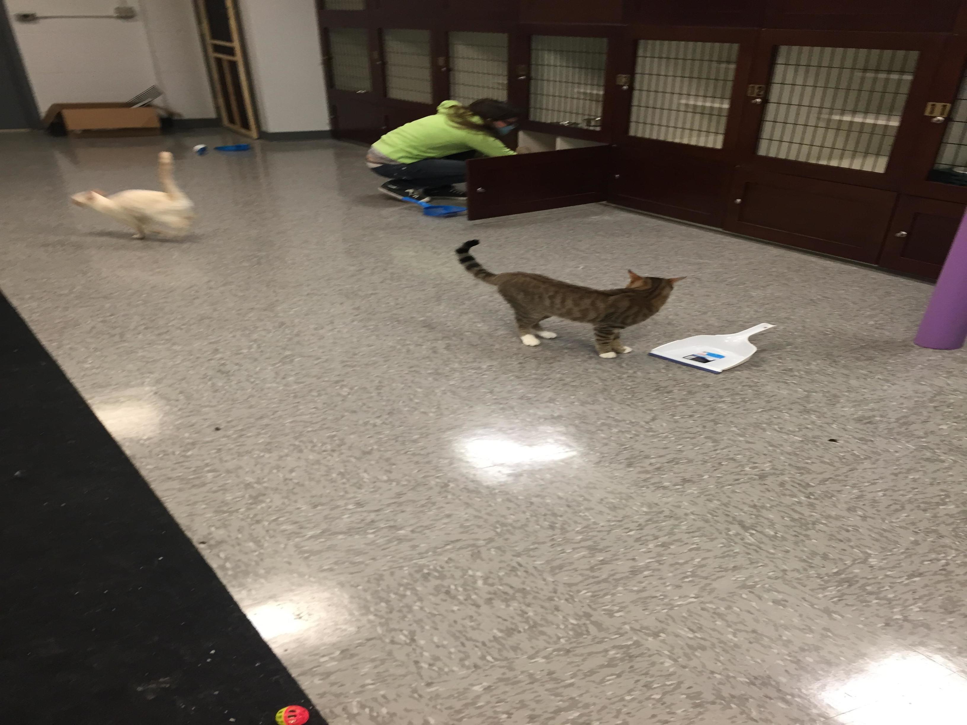 Whiskers on Kittens Boarding Image