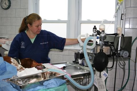 Pawling Animal Clinic Image