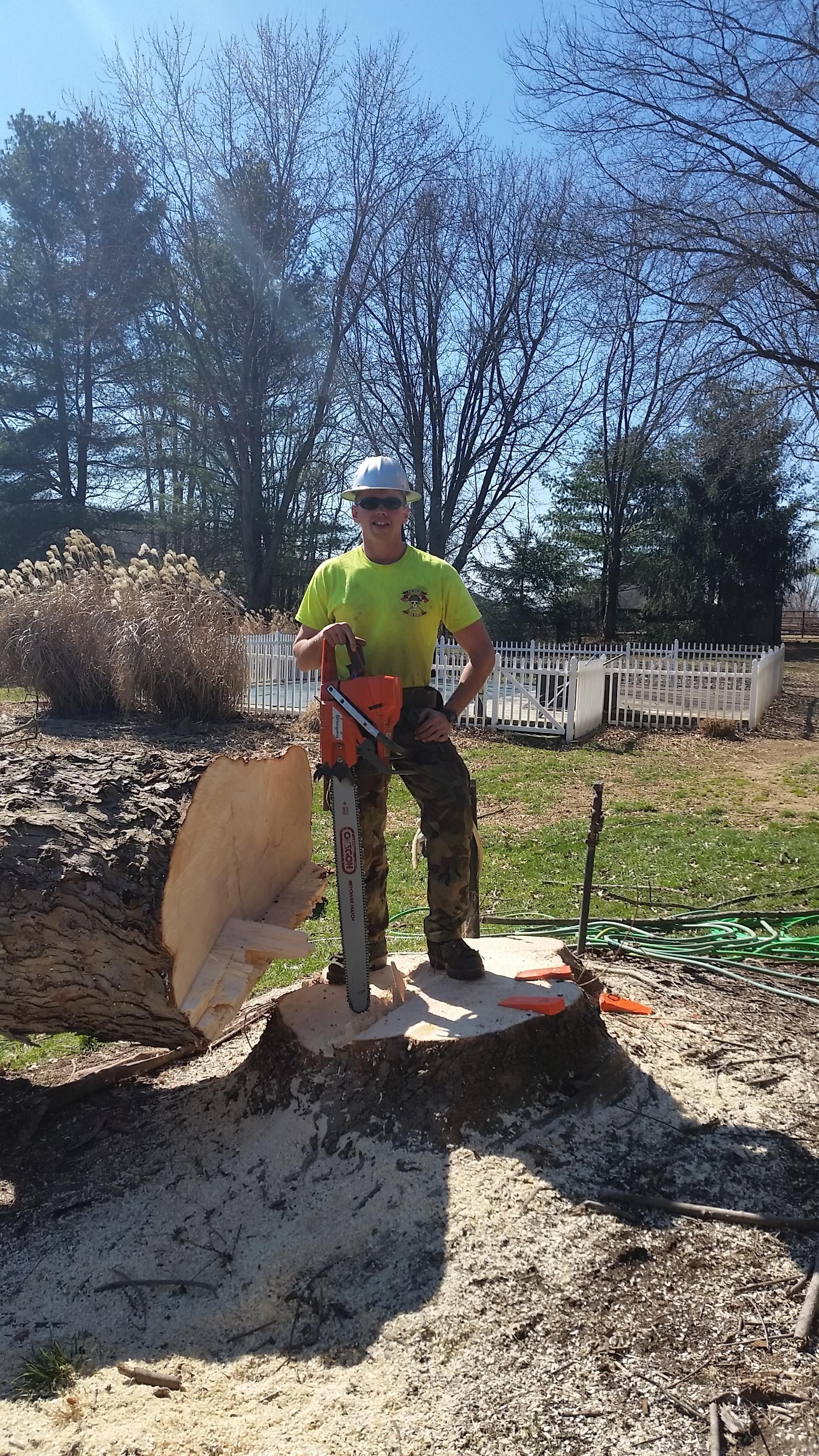 42 inch diameter maple tree stump after felling the tree.