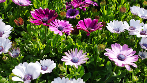 Nurseries Horticultural
