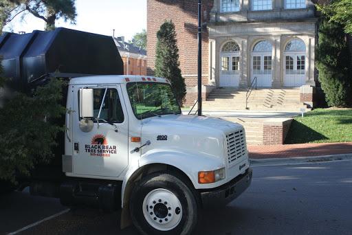 Black Bear Tree Service