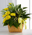 The FTD® Loving Light™ Dishgarden