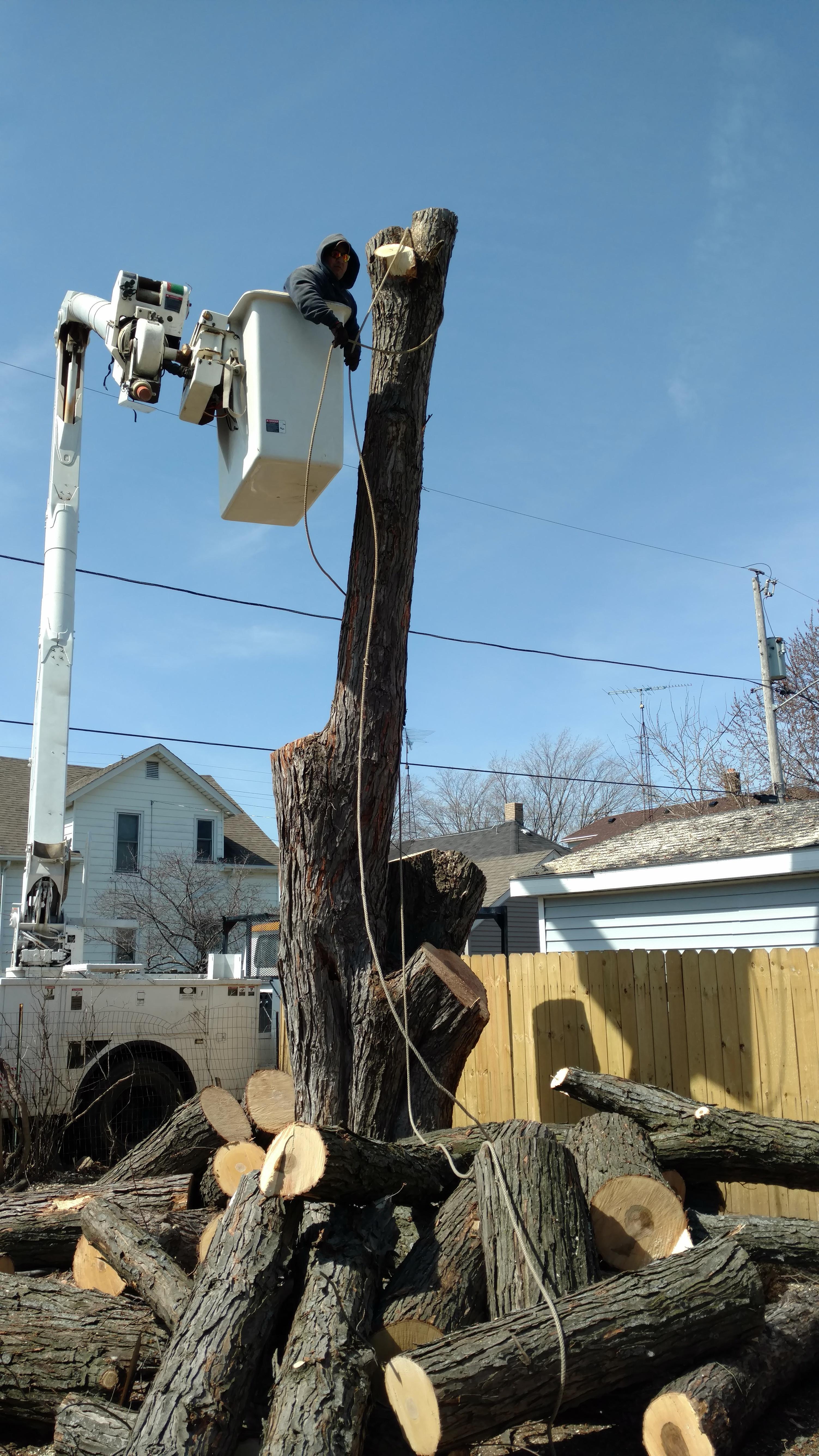 New Beginning Tree Service Company Image