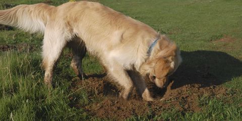 How Pets Can Damage Your Lawn & How to Prevent It