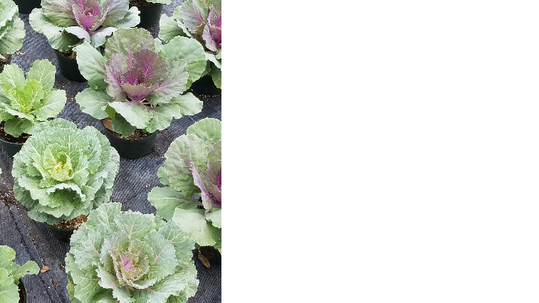 Devereux Gardens - Growing Center Logo