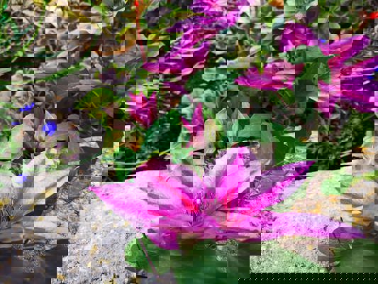Gallery thumbnail