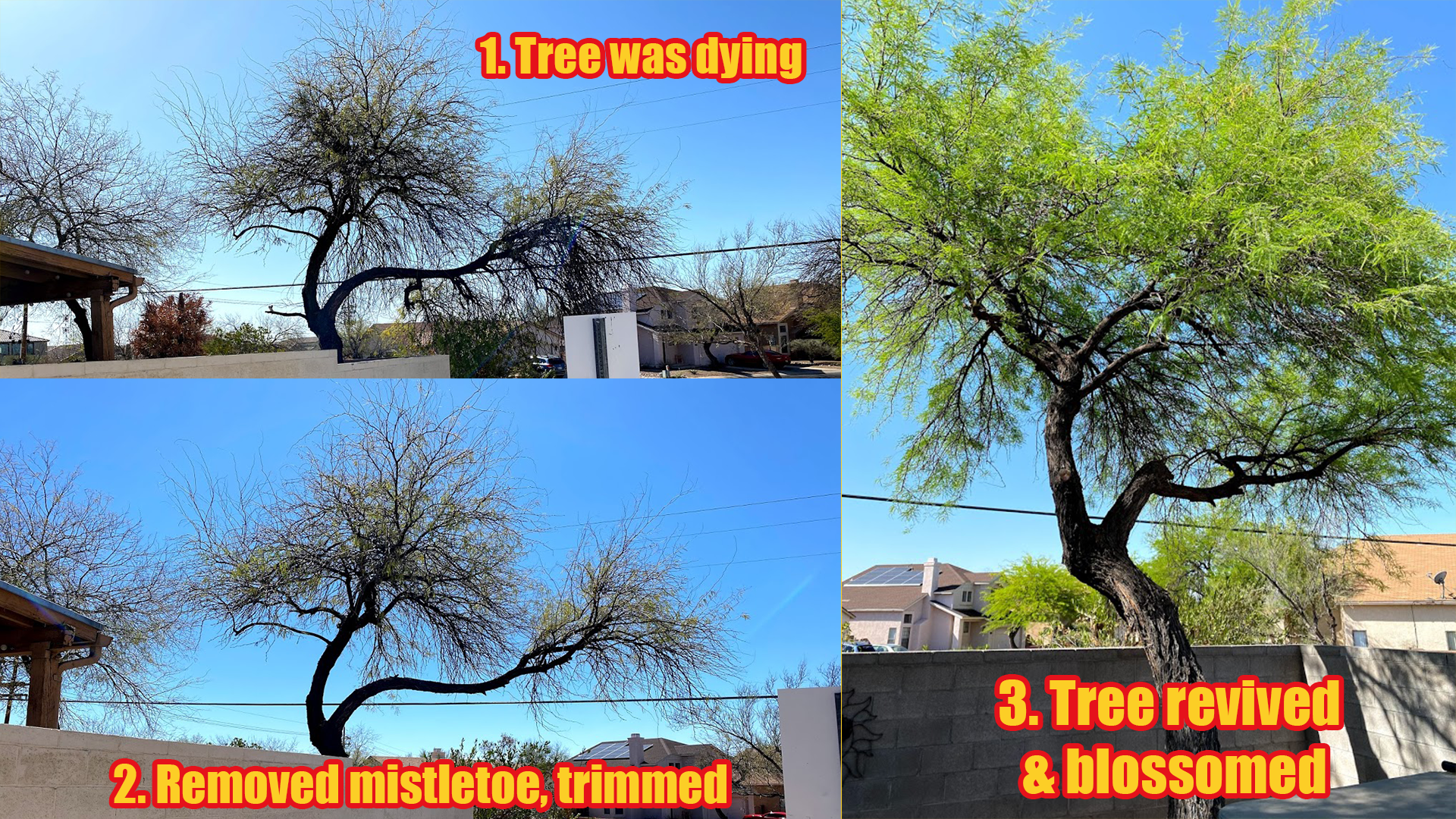 Tucson Tree Trimming