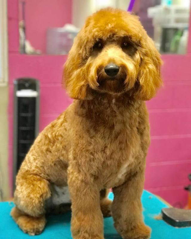 ARFordable Pet Grooming Photo