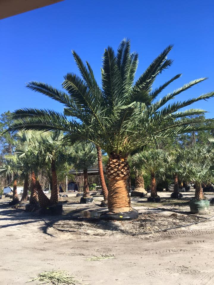 Unique Plants and Palms Photo