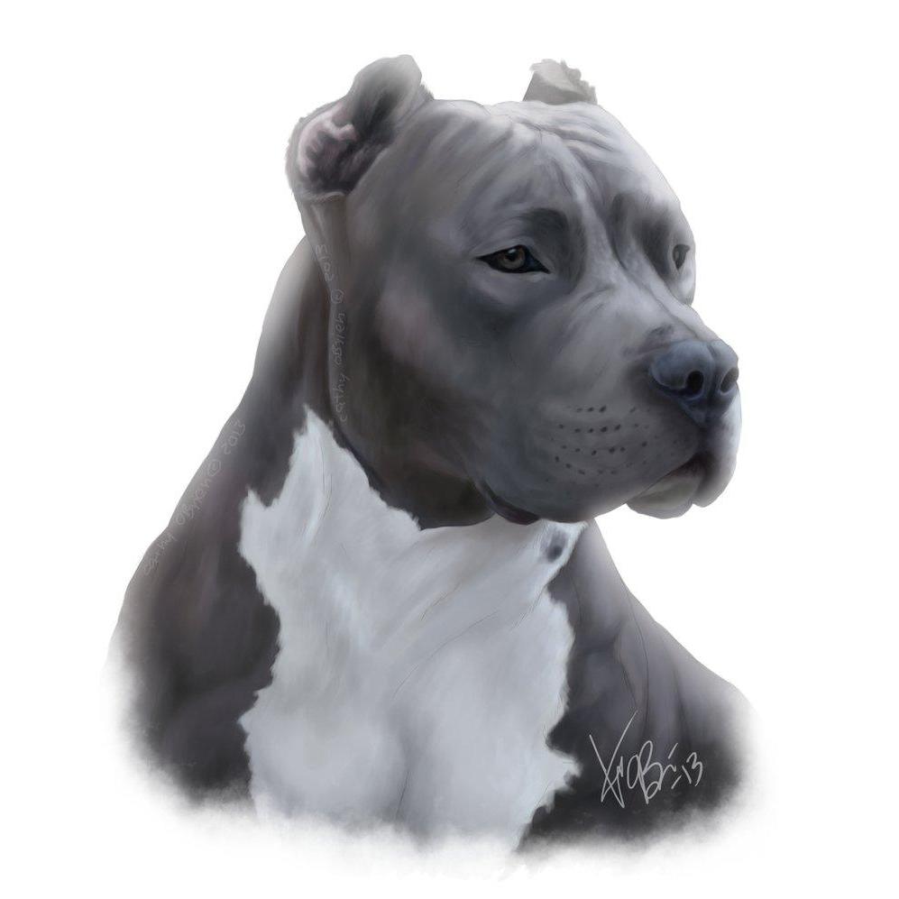 Blue Nose Quality Cleaning L.L.C.