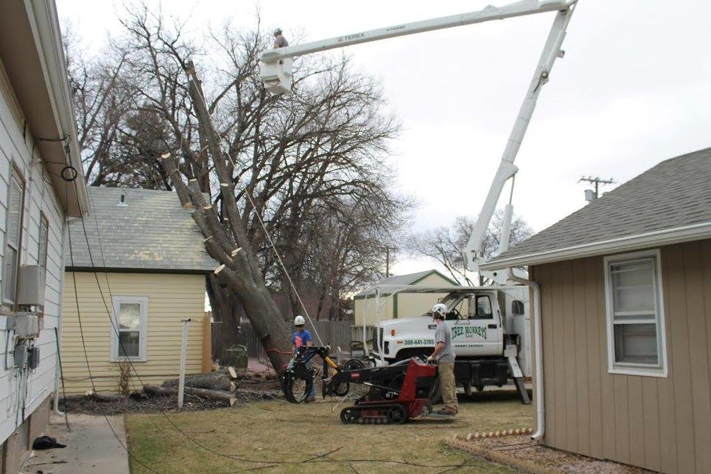 Tree Monkeys, LLC Image